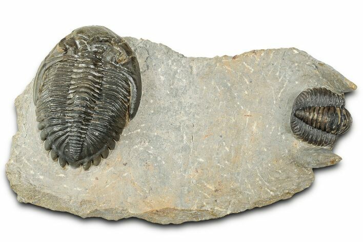Hollardops Trilobite Fossil With Cornuproetus - Ofaten, Morocco #327548
